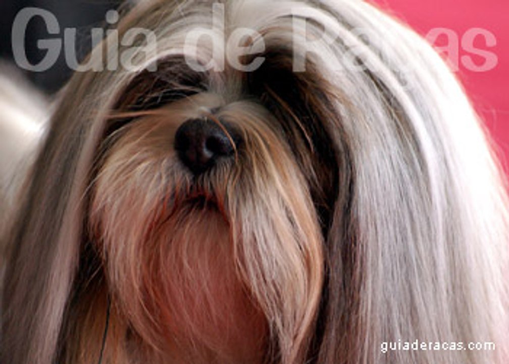 Lhasa Apso