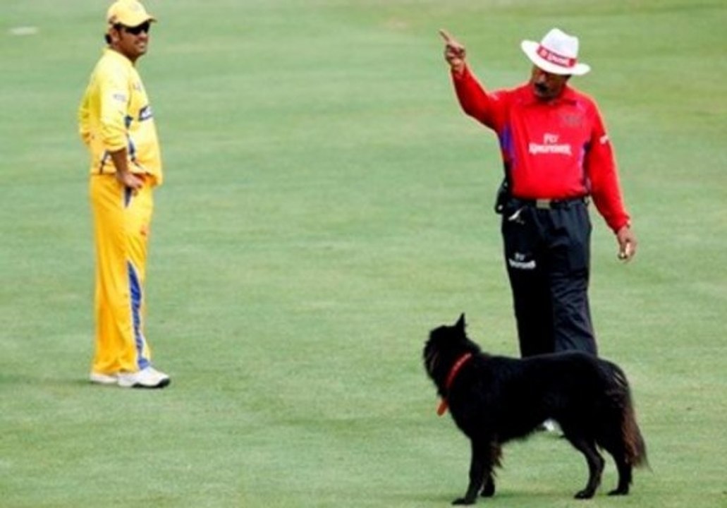 Funny Cricket