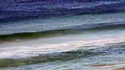 Морской котик покорил свою волну