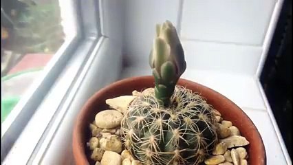 La floraison d'un cactus filmé en timelapse