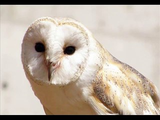 Owl sounds 15 minutes - Amazing Nature Sounds