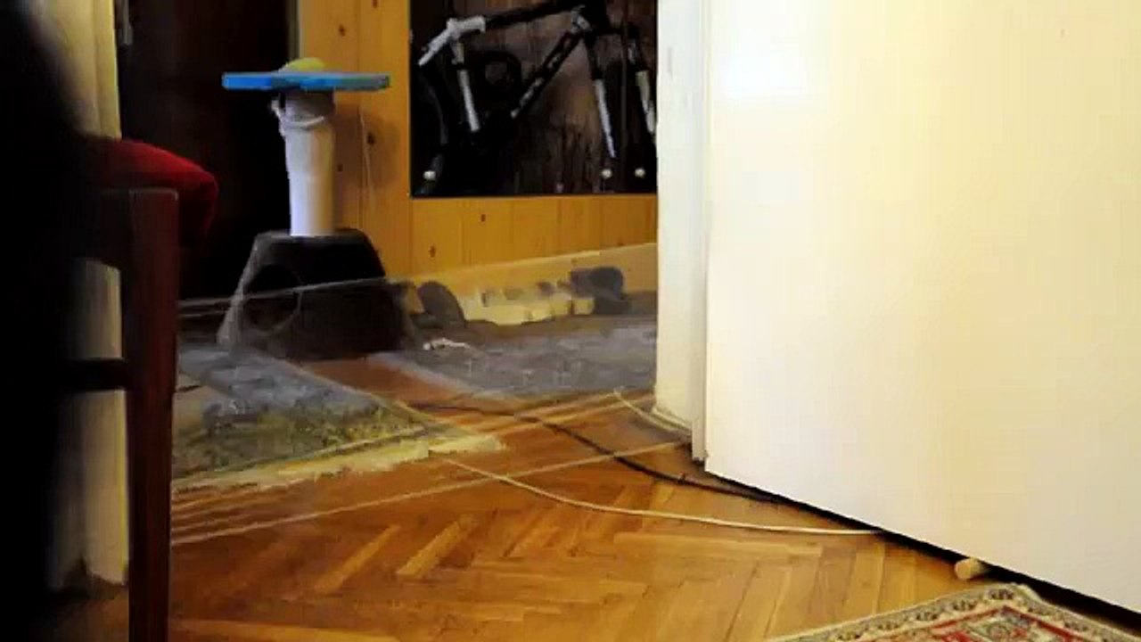 Funny cat pranked
