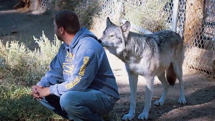Living with Wolves Saved My Life