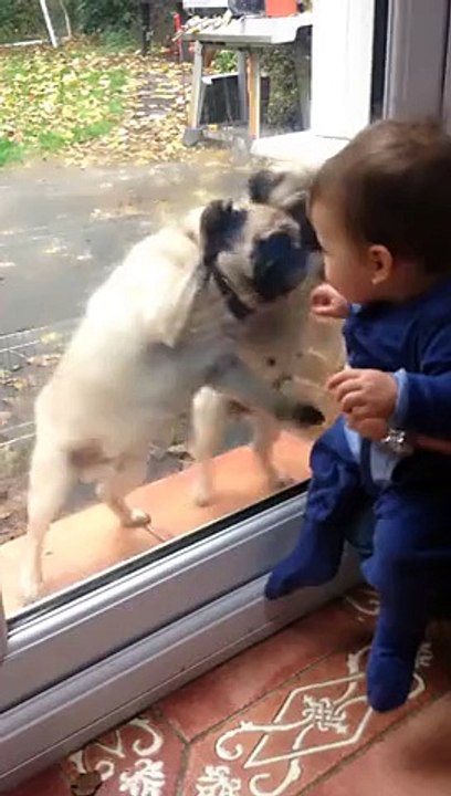 Un bébé et les trois chiots de la maison se rencontrent pour la première fois, l'excitation était au rendez-vous