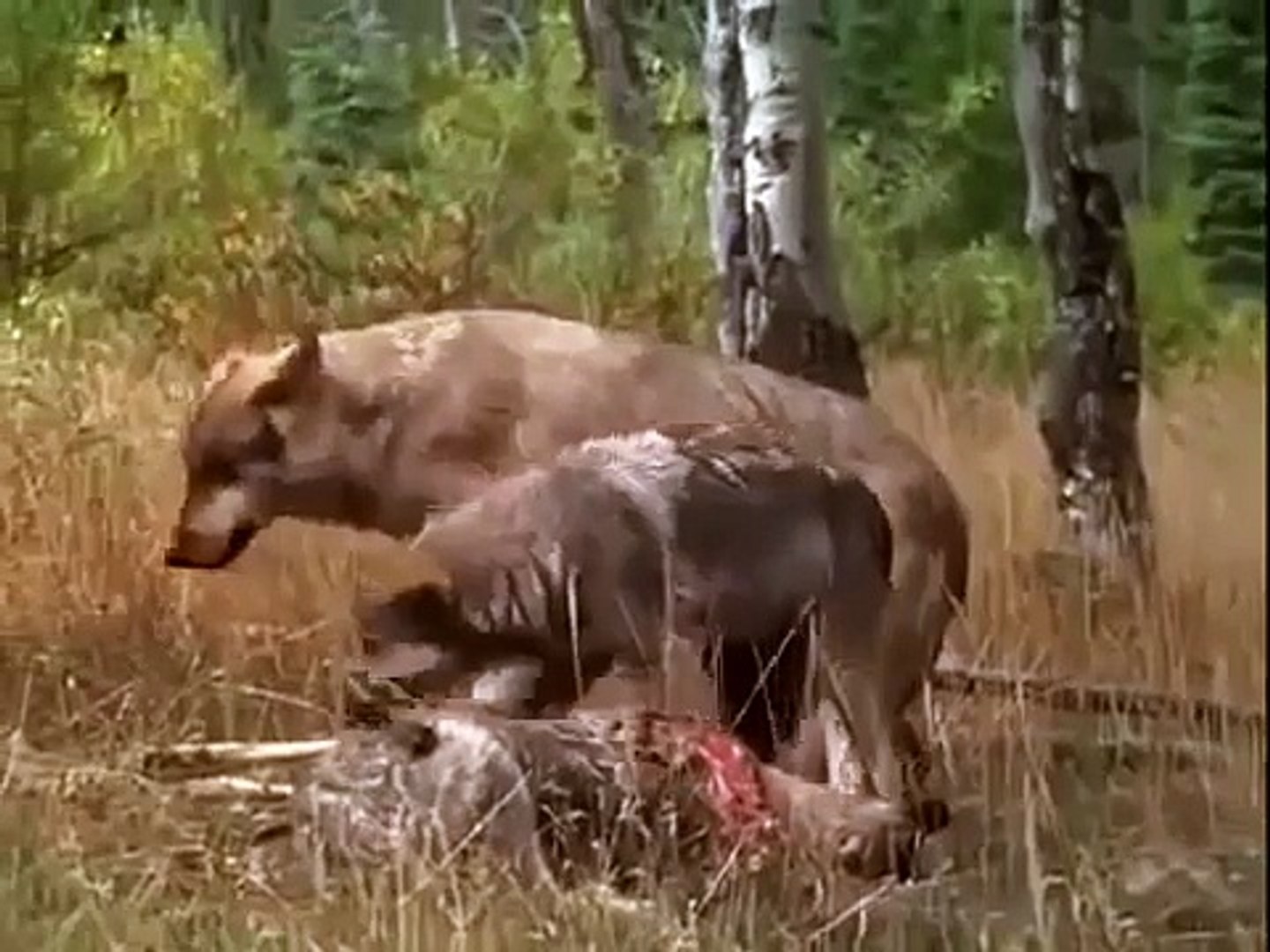 Animal Documentary Living With Wolves NEW+ Nature Documentary