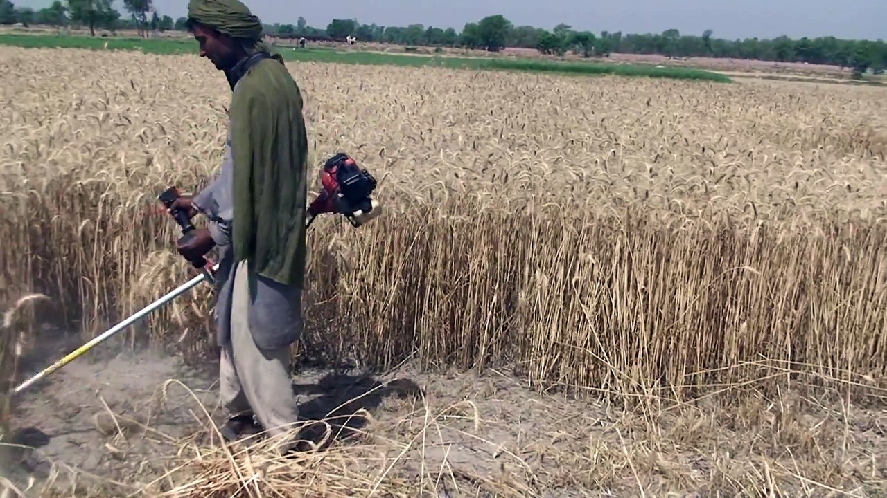 Wheat Cutting Tool - Harvesting Crop