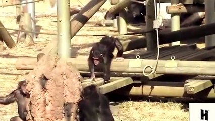 funny Naughty monkey