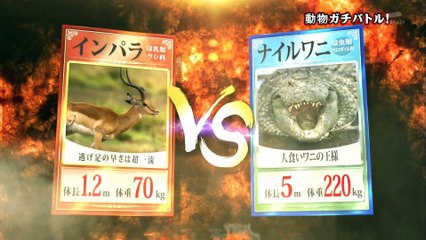 トリハダ　動物ガチバトル！