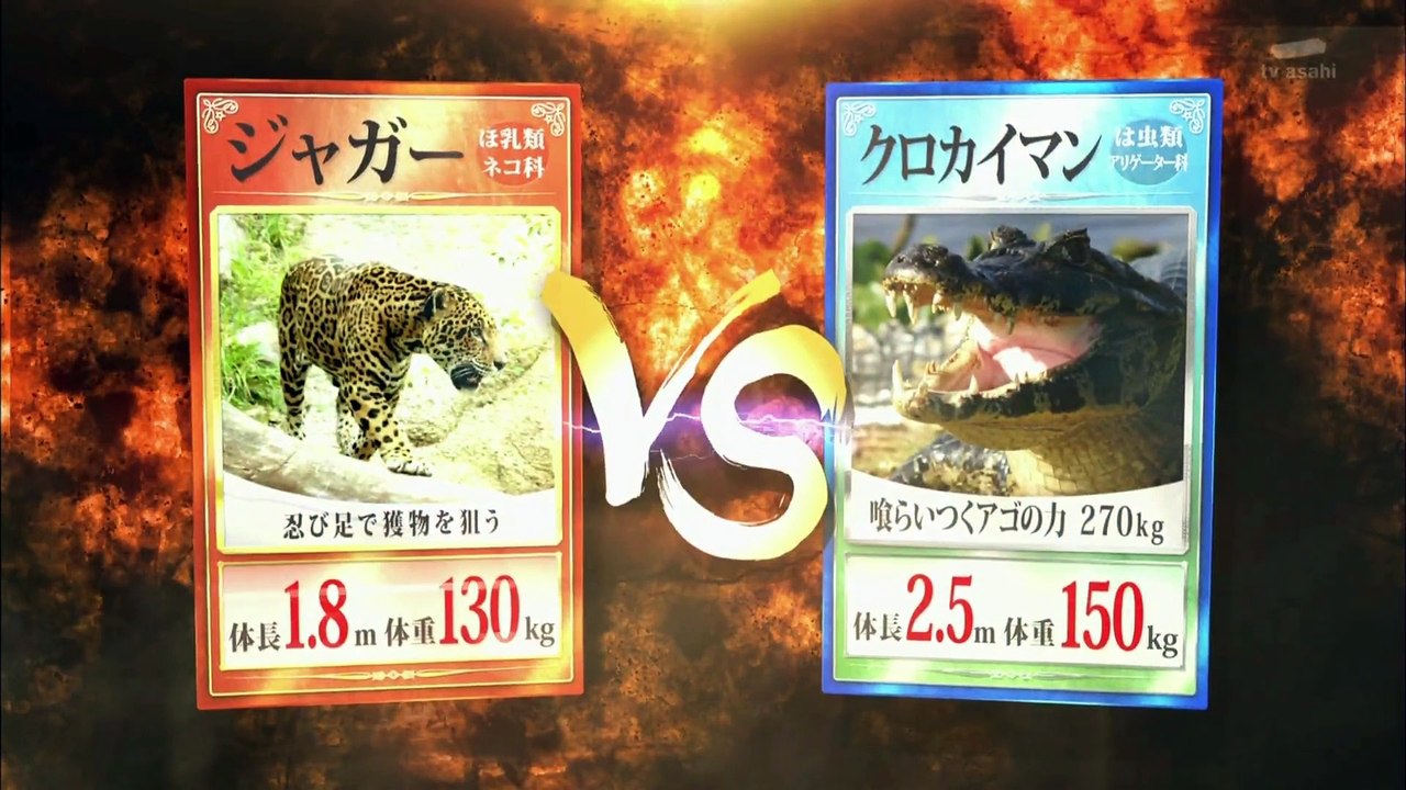 トリハダ　動物ガチバトル！ジャガー vs ワニ