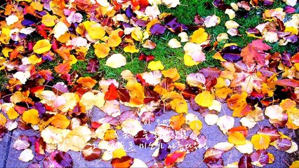 이문세 가을이오면(1987)