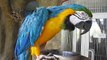Beautiful blue and yellow macaw