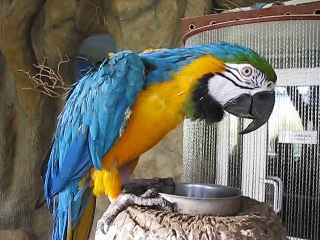 Beautiful blue and yellow macaw