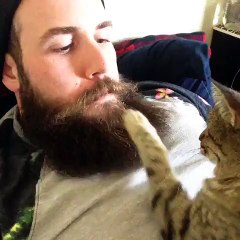This cat is trying to figure out her human's beard.
