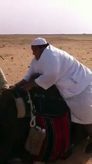 Fatt Man On Camel Very Funny