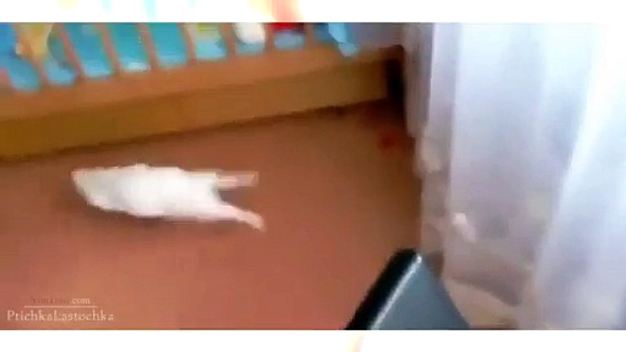 Funny clip You would have not seen like this