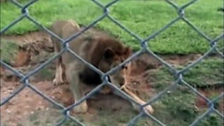 Circus Lion Caged For 13 Years is Freed for The First Time (HD)