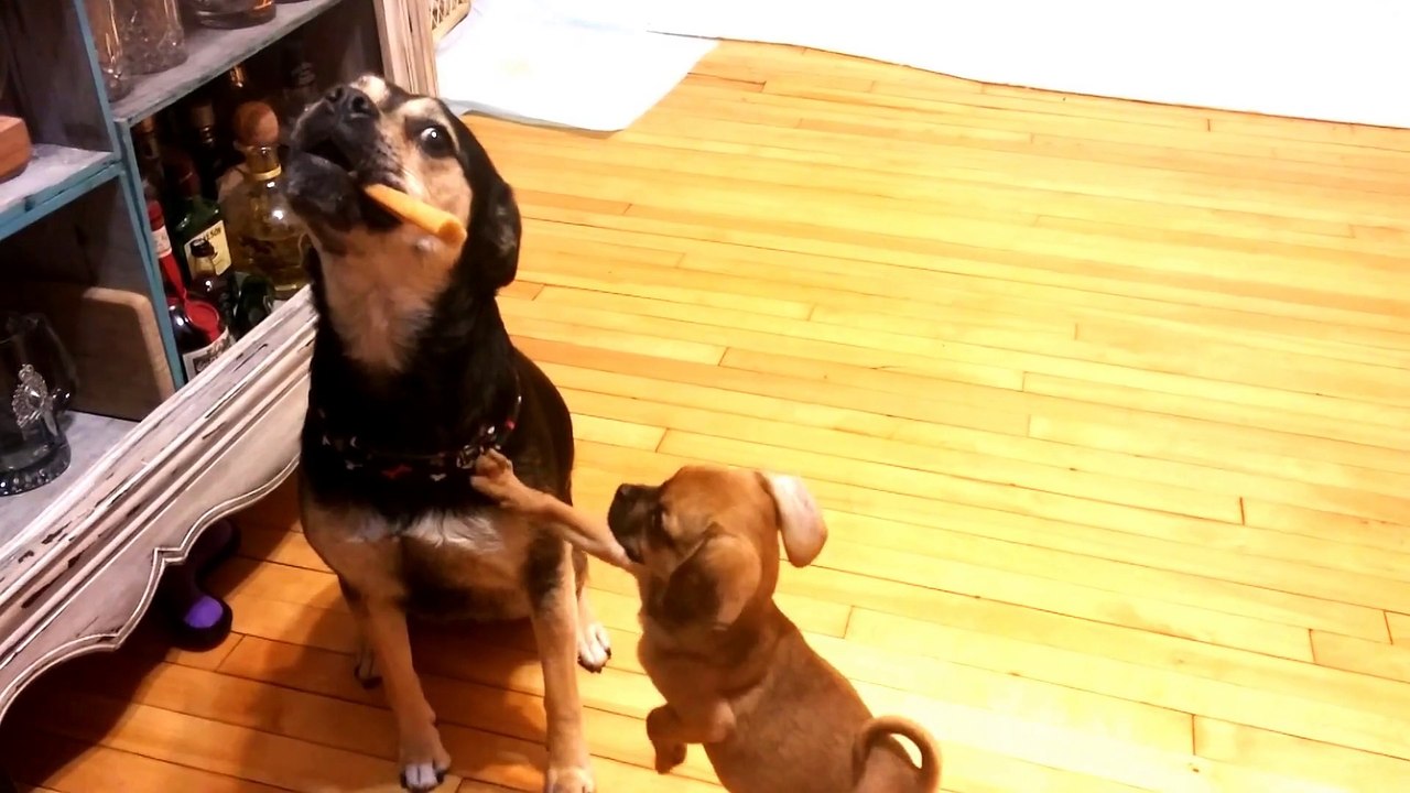 Ce chien égoïste ne veut pas partager son bonbon