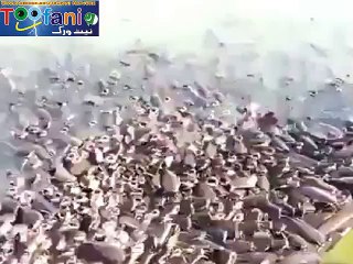 toofani network  fish in sea rola rapa