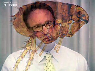 Steve Dale: Administering Flea & Tick Control Properly