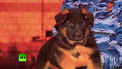 after france attack 2015 Russia to send Dobrynya to France after service dog killed in Saint-Denis raid 2015