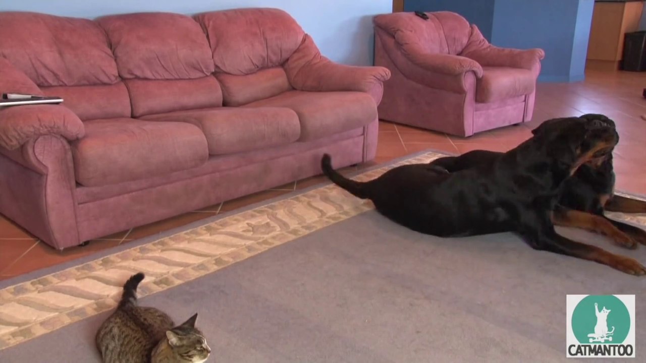 Un chat dressé avec des chiens, en plein entrainement!