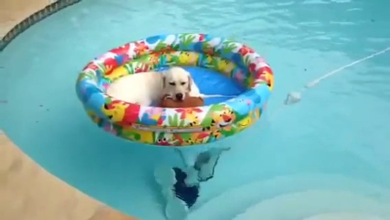 Ce chien a trouvé le moyen d'aller dans la piscine sans se mouiller!