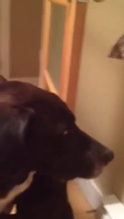 Retrouvailles entre un chien et un chat : trop mignon!