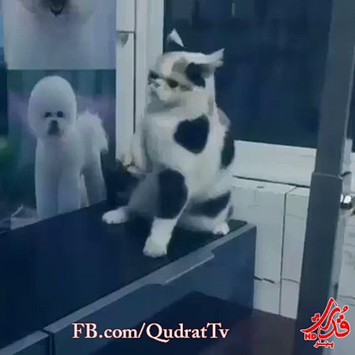 Perfect Rhythm cate amazing