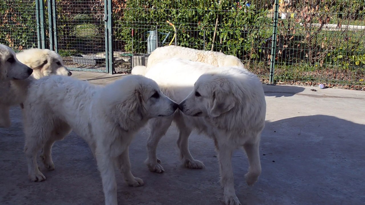 Jeunes chiens de montagne des pyrénées ou chiots patou disponibles à la Plaine d'Astrée en Provence- rhone-alpes