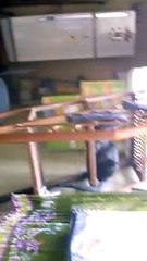 "..Cat.." - Adnan Ali Abbas