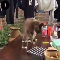 "..Cat hahhahahahah.." - Adnan Ali Abbas