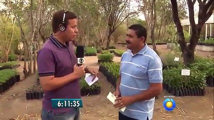 UEPB disponibiliza mudas para reflorestamento na Paraíba