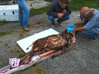 ZIP - 31 Tetor 2011 Pj.2 - Vizion Plus - News, Entertainment