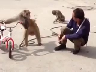 Ninja Monkey Steals Cigarette and Kicks Man - Awesome !