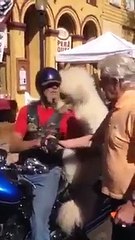 English Man and Panda