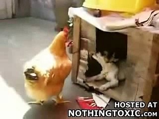 Щенок влюбился в курицу. Вот это прикол Видео