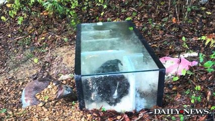 Live Puppies Found Inside a Cemented Glass Aquarium
