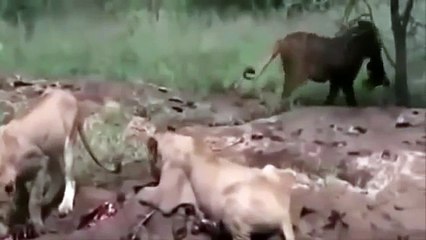 The Lion Max Power - Animals National Geograpchic - Wildlife Documentary