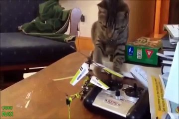Hilarious Cat & Prank Videos of 2015 😂
