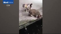 Funny cat fish attack, Funny 2015, Prank 2015, Funny Prank 2015, Video 2015