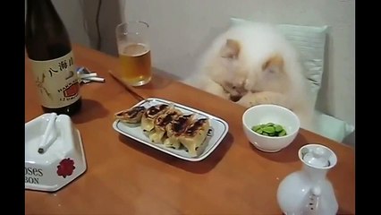 Funny Cat Breakfast Prank 🐱 (2015)