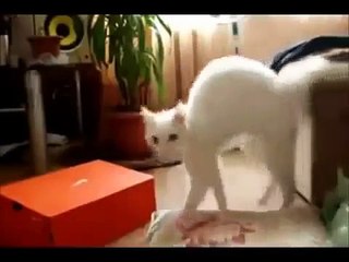 The most funny cats, Funny 2015, Prank 2015, Funny Prank 2015, Video 2015