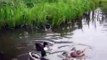 Laughing  broken hearted   Cats play in the water with clips, Funny 2015, Prank 2015, Funny Prank 2015, Video 2015