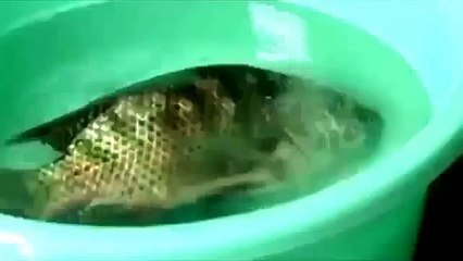 FISH DYING ONLY A MYSTERIOUS POWDER SPRINKLED COULD LIVE AGAIN