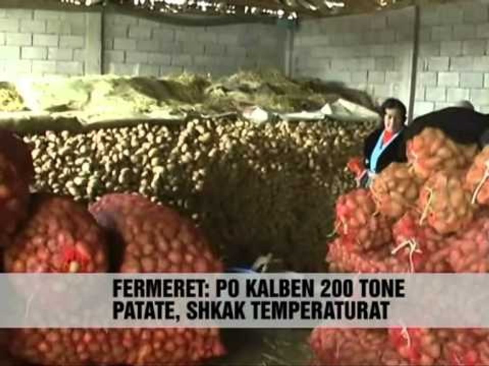 Patatet e Korçës drejt kalbjes - Vizion Plus - News - Lajme