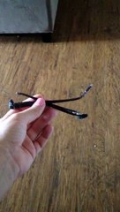 Кто сжевал мои очки