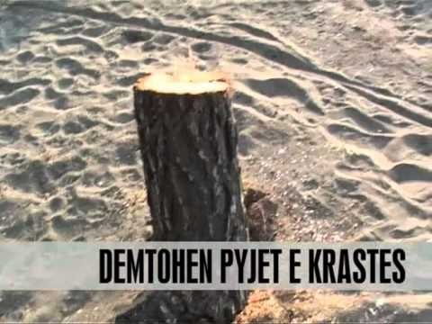 Demtimi i pyjeve ne Elbasan dhe Lezhe - Vizion Plus - News - Lajme