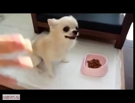 Дай лапу Видео смотреть онлайн