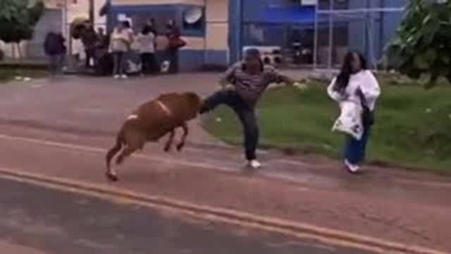 Козел-хулиган нападает на людей!