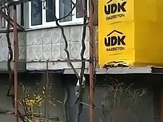 Кошка котят домой несет!